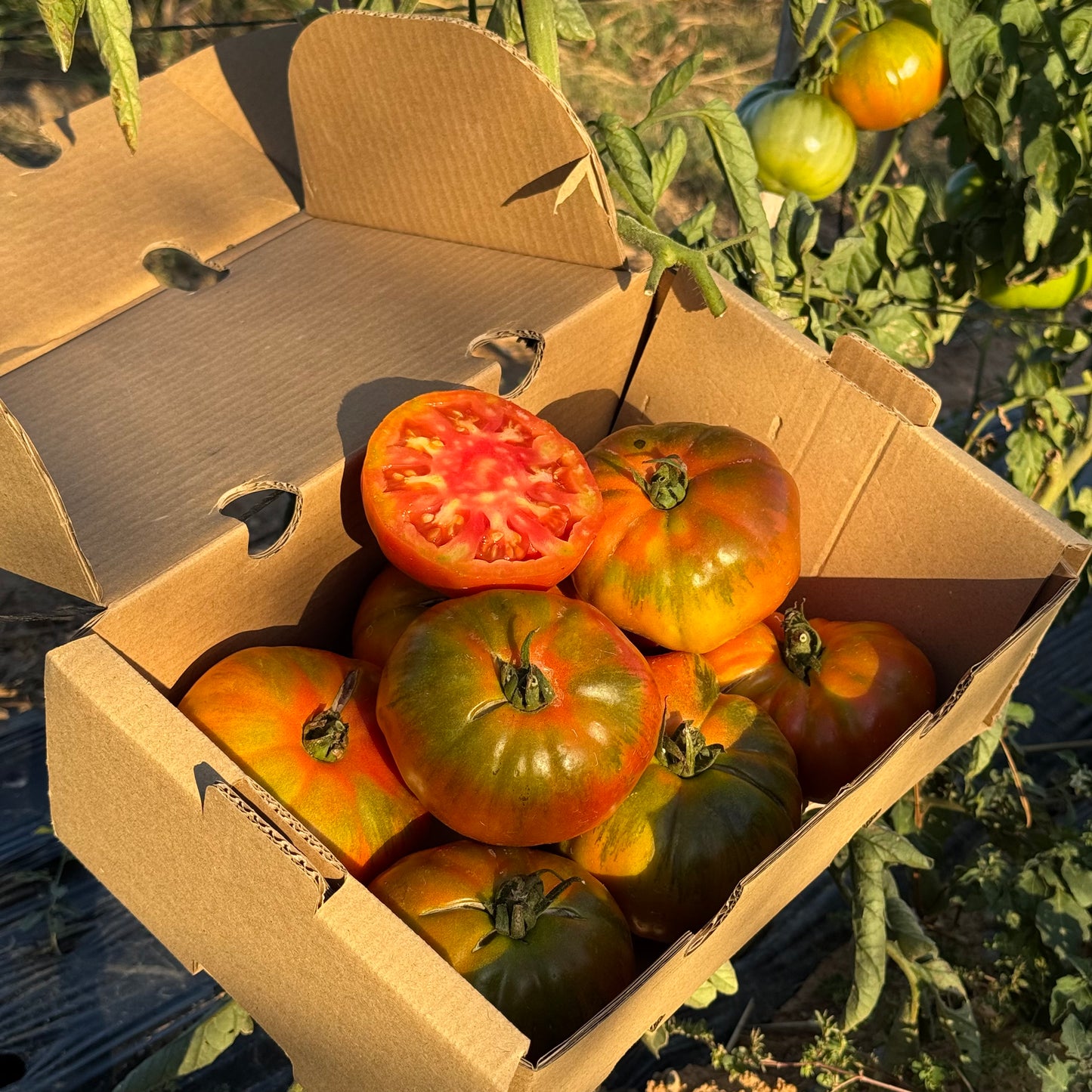 Tomate Ecológico de nuestro agricultor Pascual - 2kg aprox.