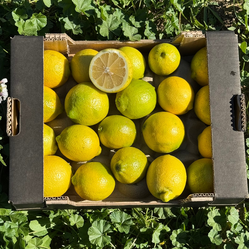 Limón