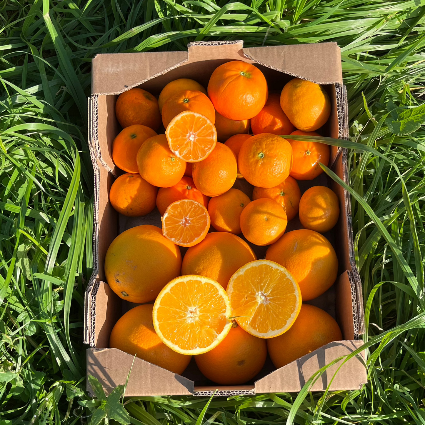 Mandarina y Naranja Ecológica de Nuestros Agricultores