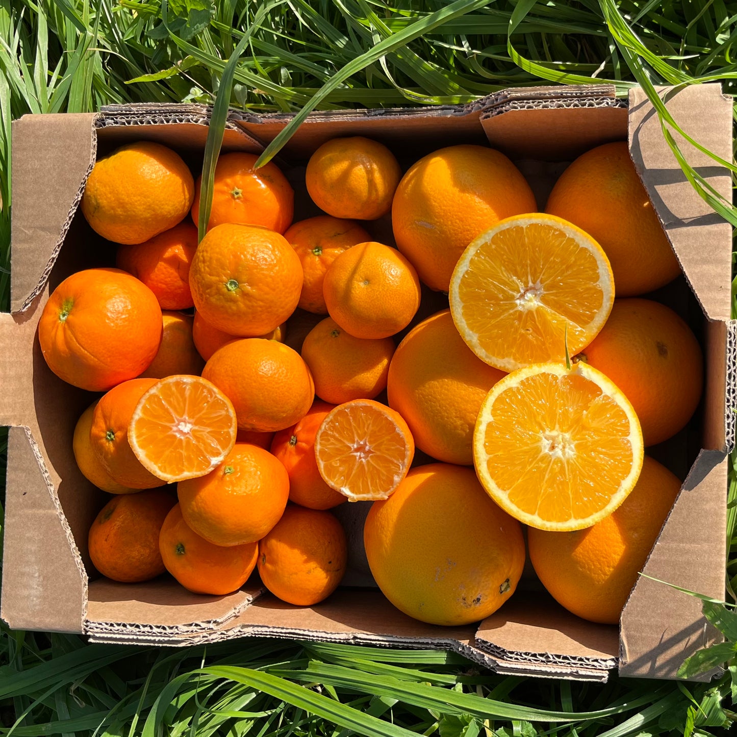 Mandarina y Naranja de Nuestros Agricultores