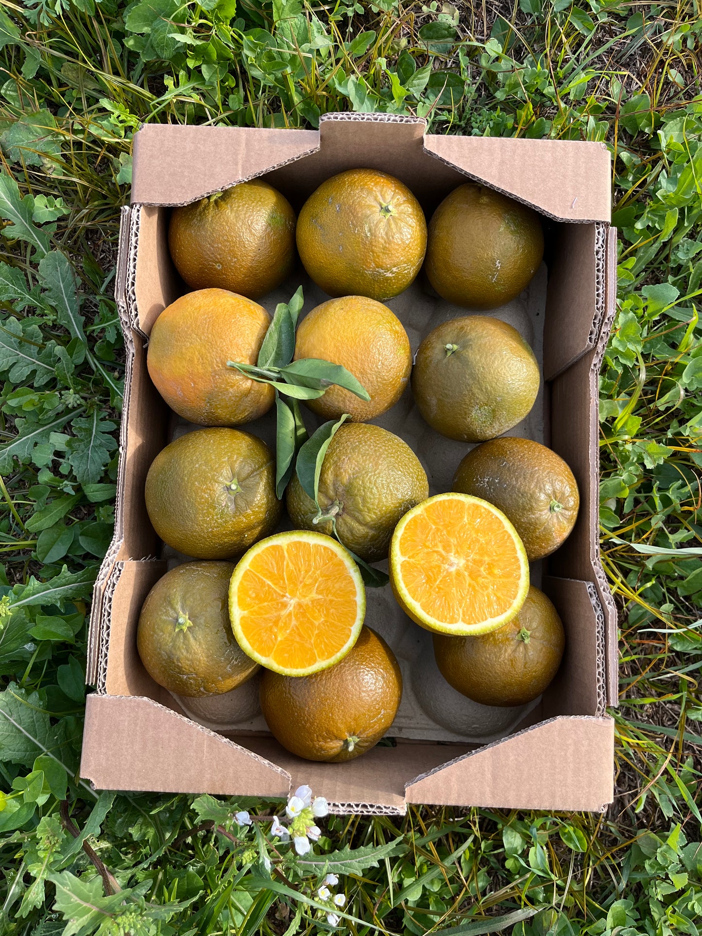 Naranja Chocolate de Nuestros Agricultores