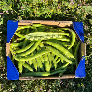 Habas Tiernas de Nuestros Agricultores