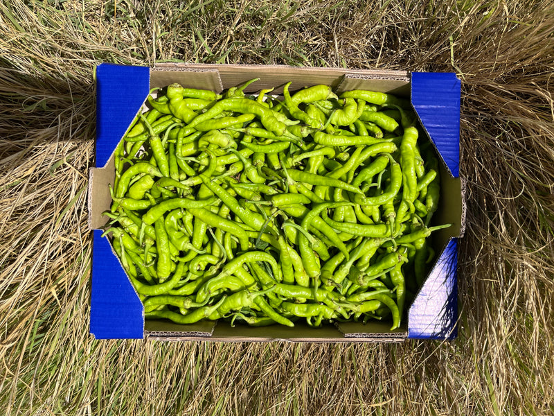Piparra
