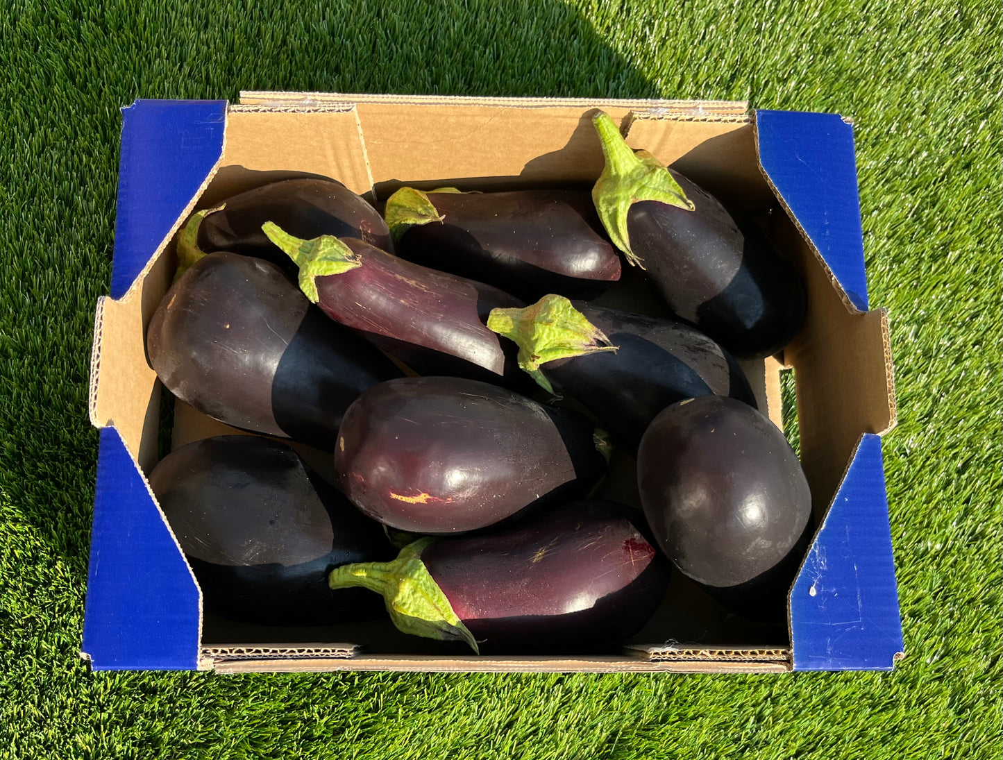 Berenjena de Nuestros Agricultores