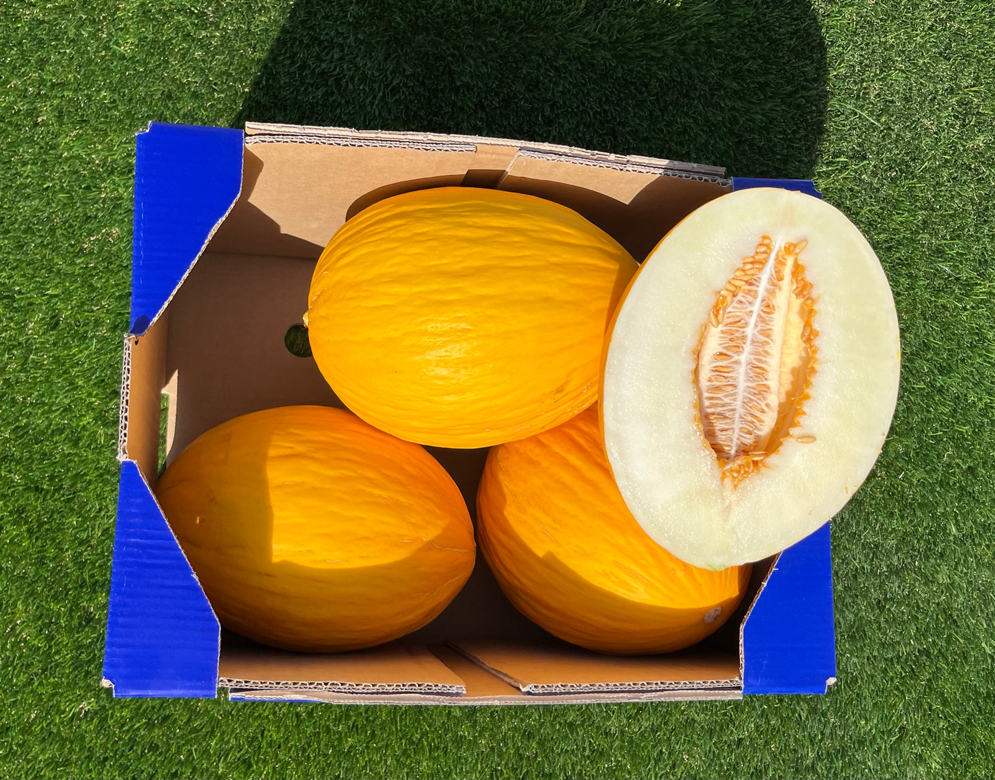 Bio-Gelbe Melone - 7,5 kg