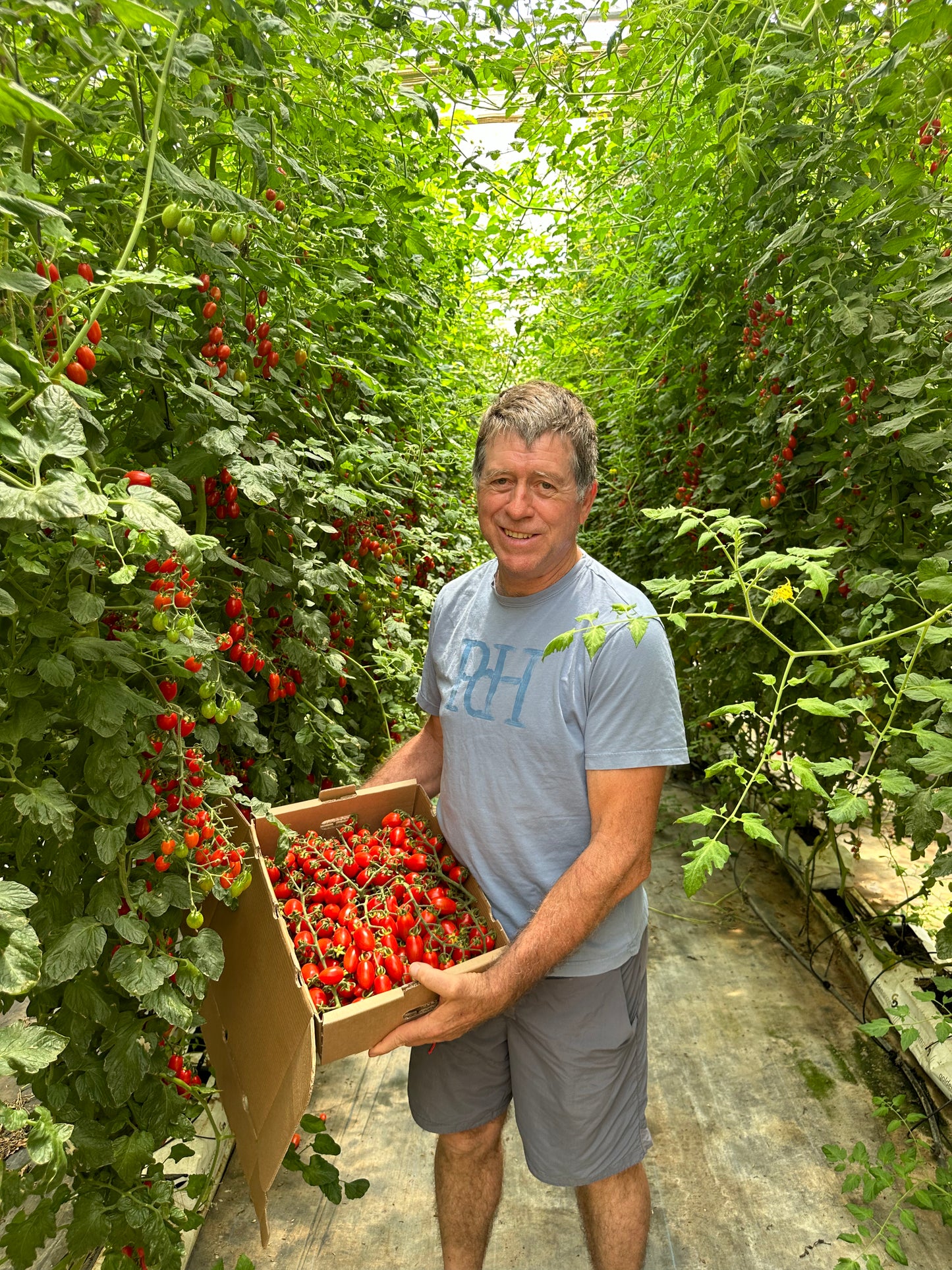 Francisco's Lobello Premium Cherry Tomato - Box of approx. 3kg