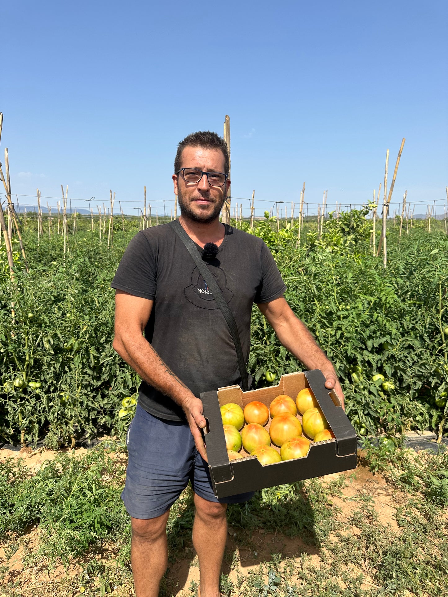 4 kg valencianische Tomaten (optimale Sorte) von unserem Landwirt Moises