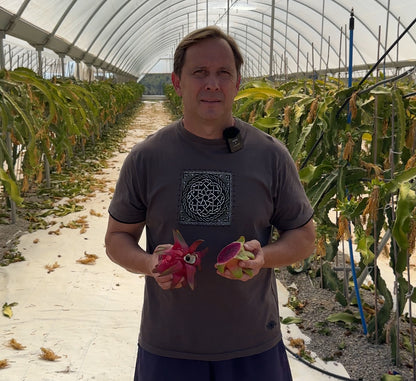 Biologische Pitaya von unseren Landwirten – Kiste mit ca. 3,5 kg