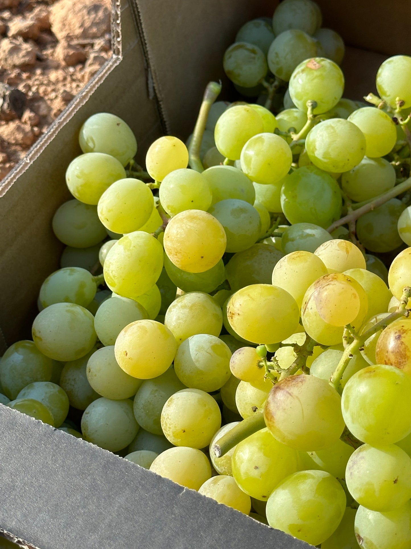 Caja de 3,5kg de Uva Moscatel con Semilla Premium de nuestro agricultor Dámaso