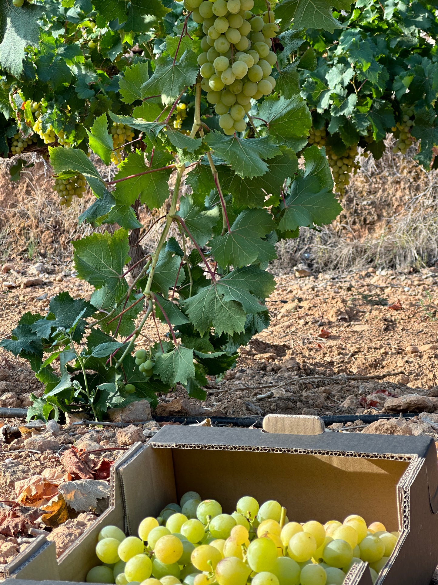 Caja de 3,5kg de Uva Moscatel con Semilla Premium de nuestro agricultor Dámaso