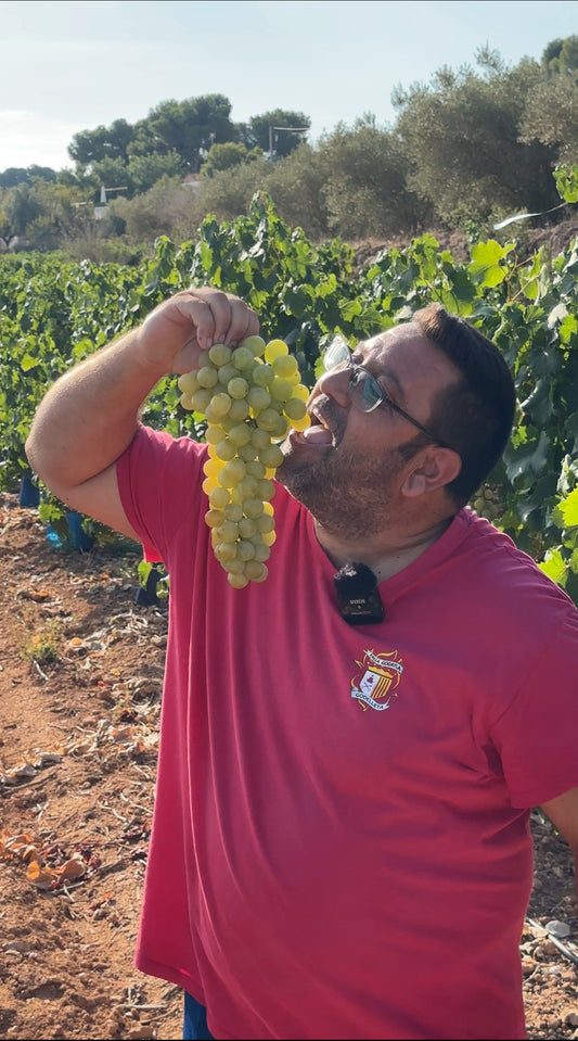 Caja de 3,5kg de Uva Moscatel con Semilla Premium de nuestro agricultor Dámaso