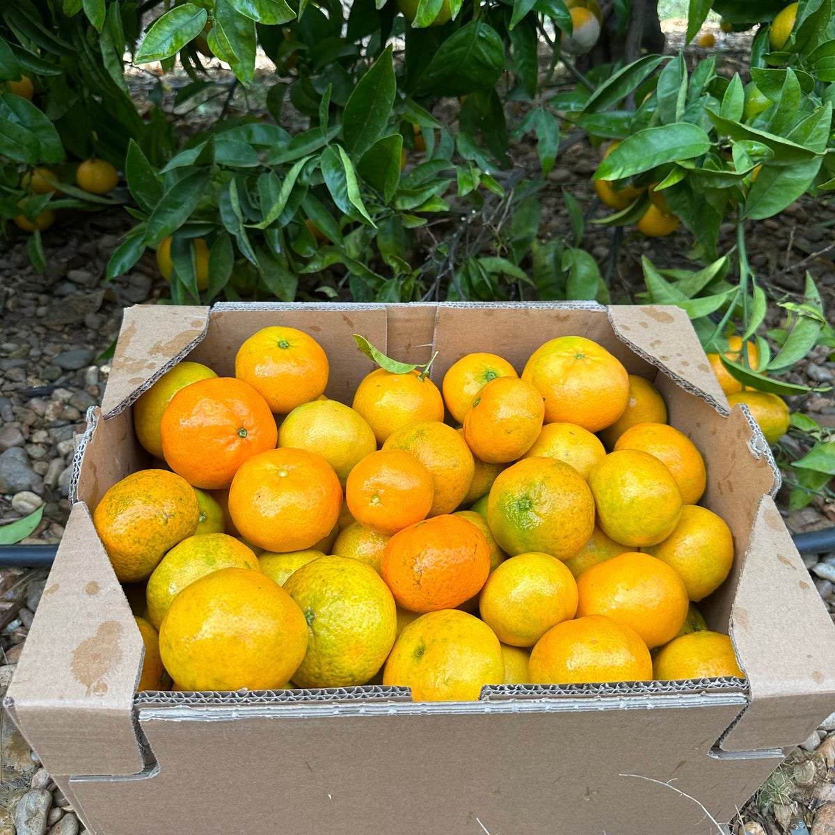 Mandarina de Nuestros Agricultores