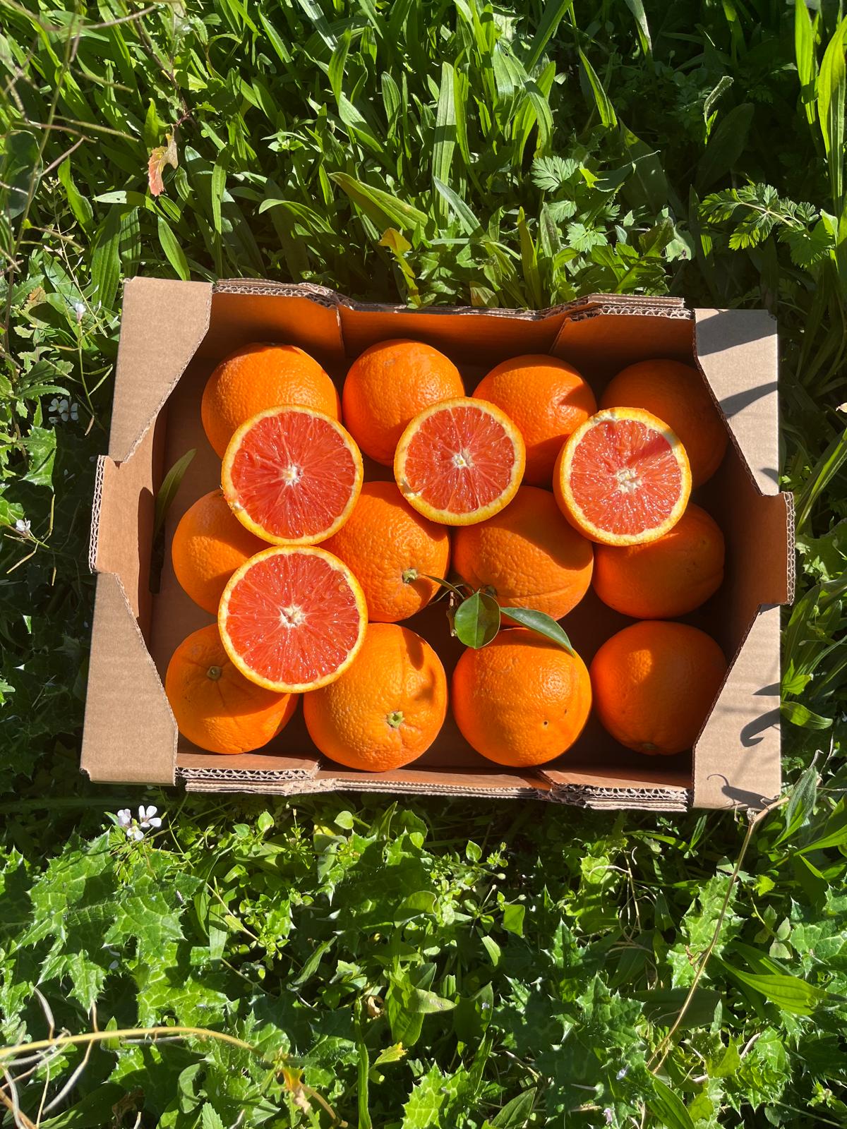 Naranja Roja de Nuestros Agricultores