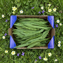 Judía Plana de Nuestros Agricultores
