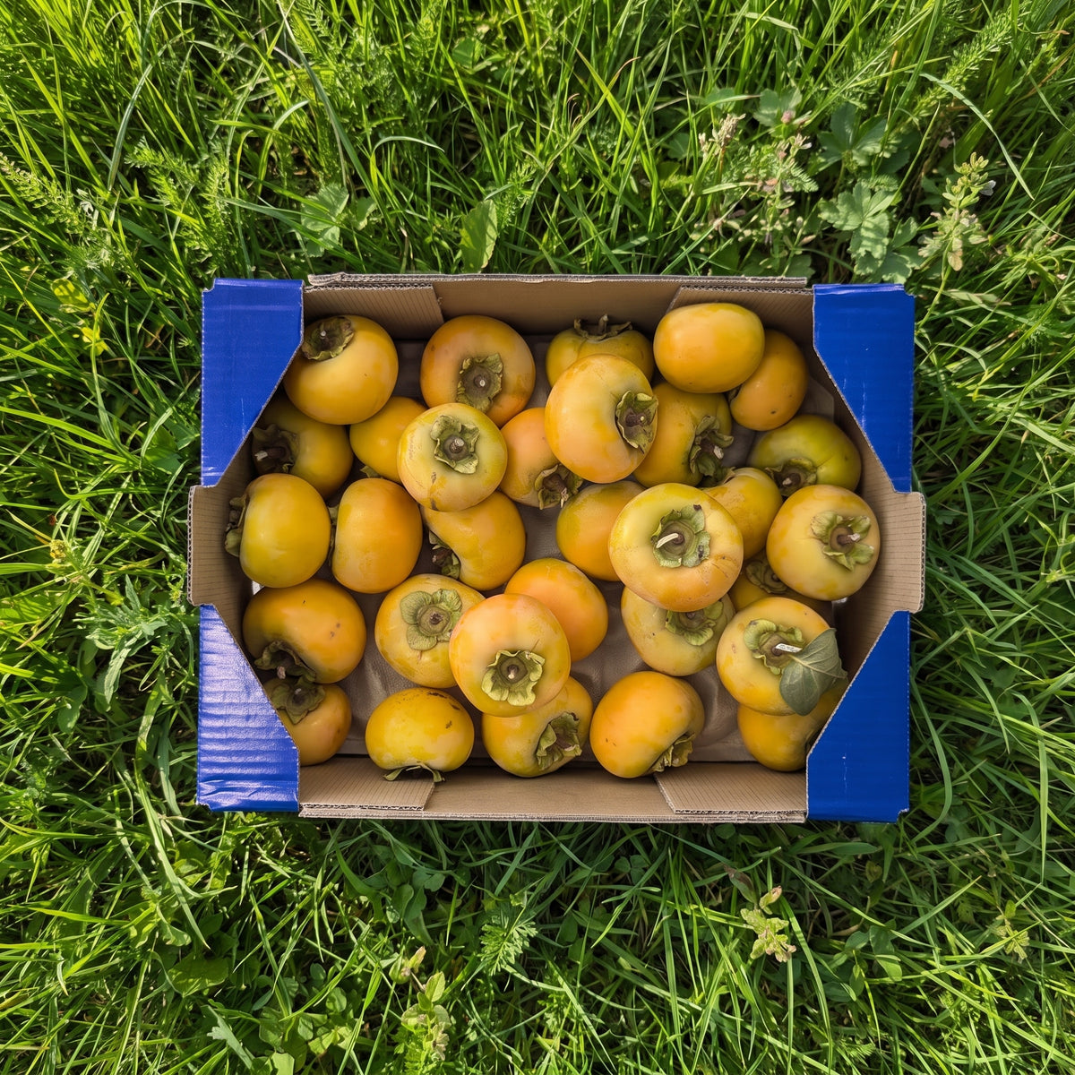 Caqui de Nuestros Agricultores