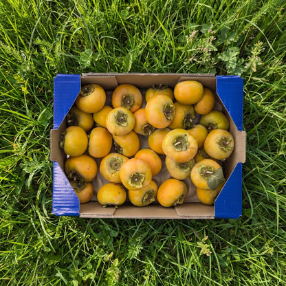 Caqui de Nuestros Agricultores