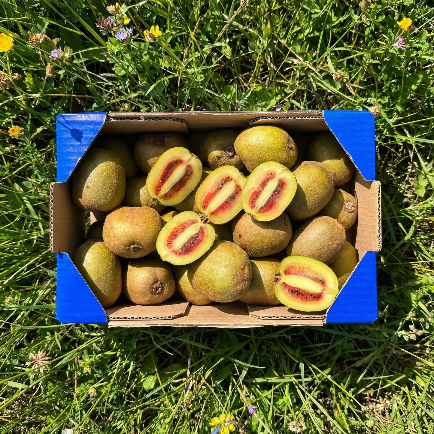 Kiwi Rosso - 2kg