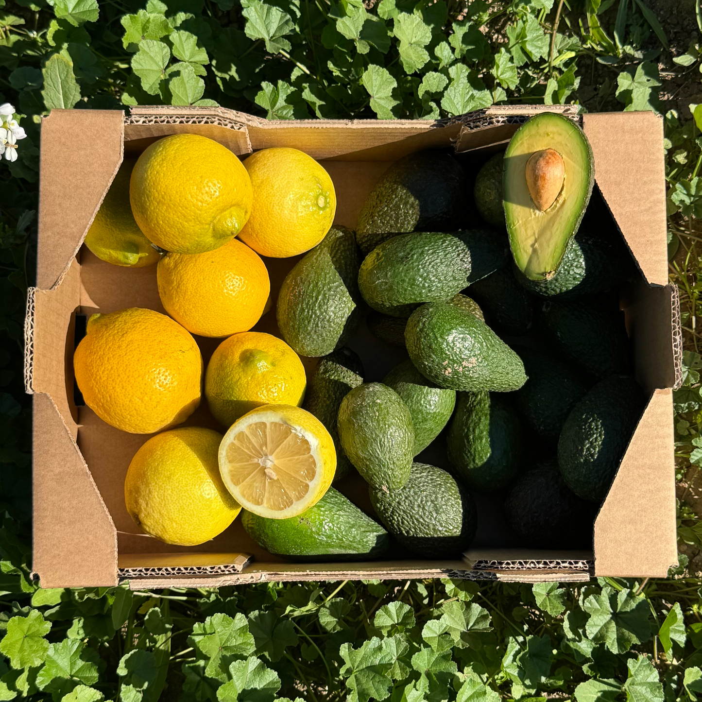 Aguacate y Limón de Nuestros Agricultores - 4kg aprox