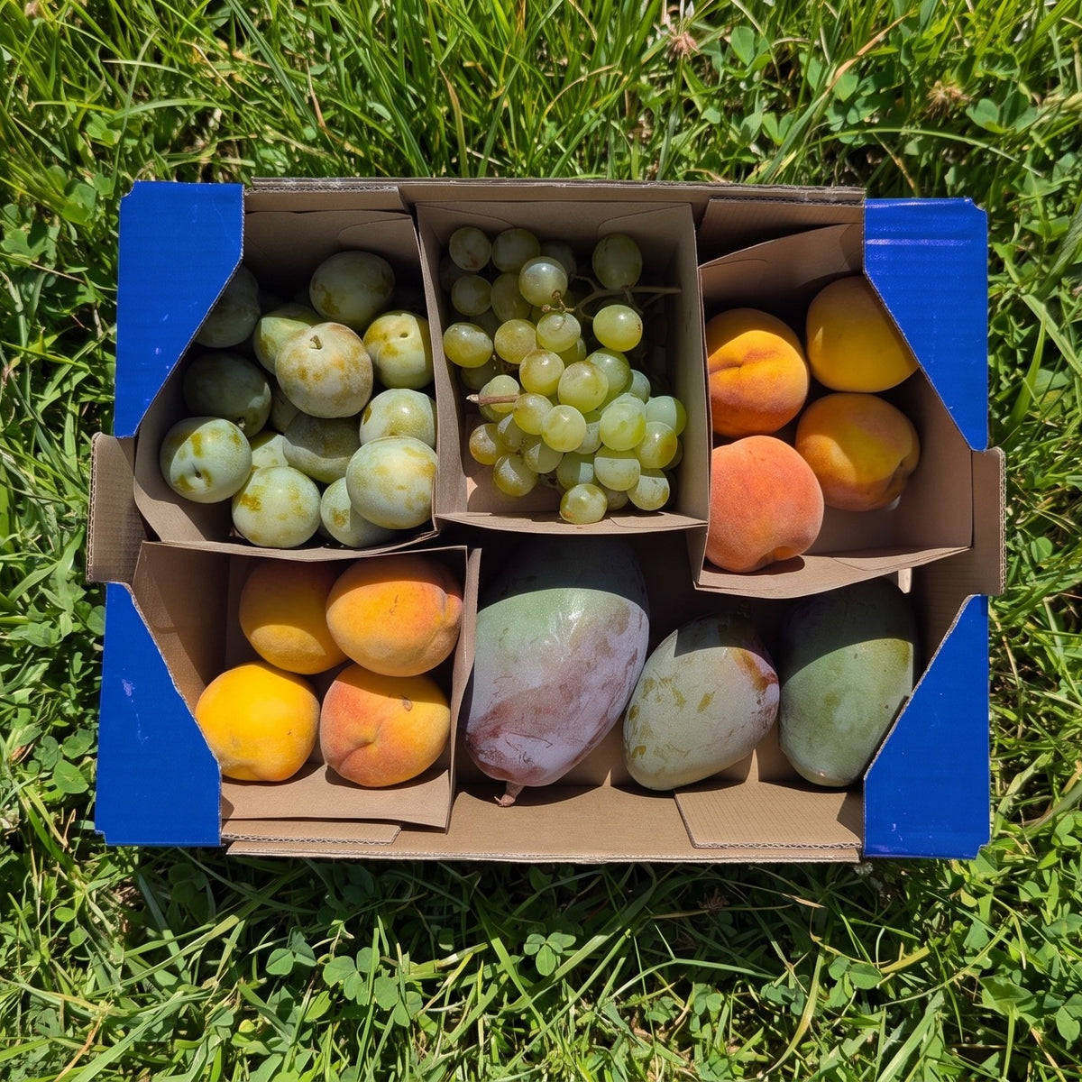 1kg Mango + 1kg Melocotón + 700gr Uva Moscatel + 800gr Ciruela Tolosa