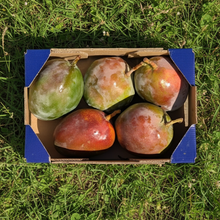Mango Premium Ecológico de Nuestros Agricultores