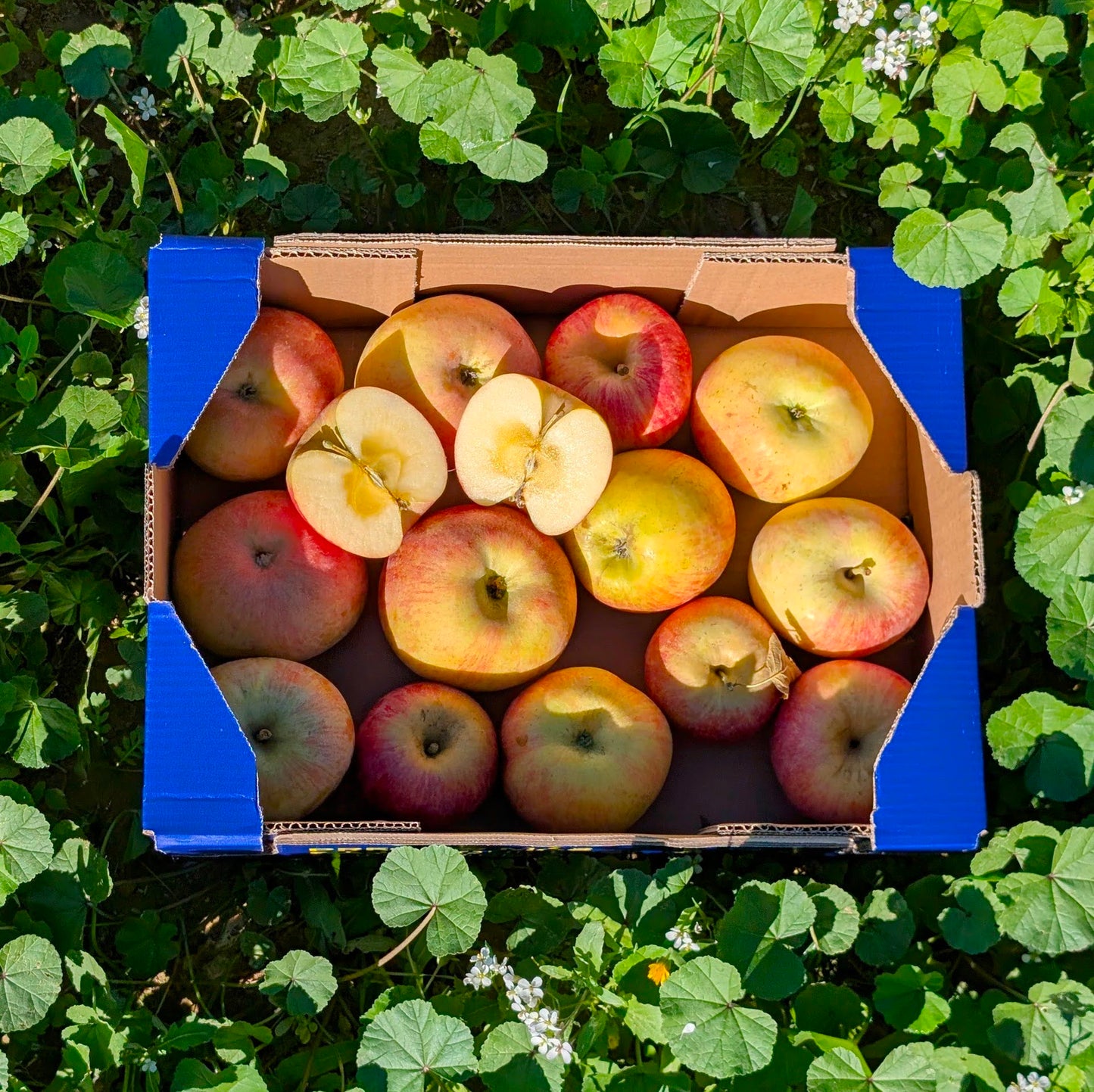 Manzana Fuji de Nuestros Agricultores
