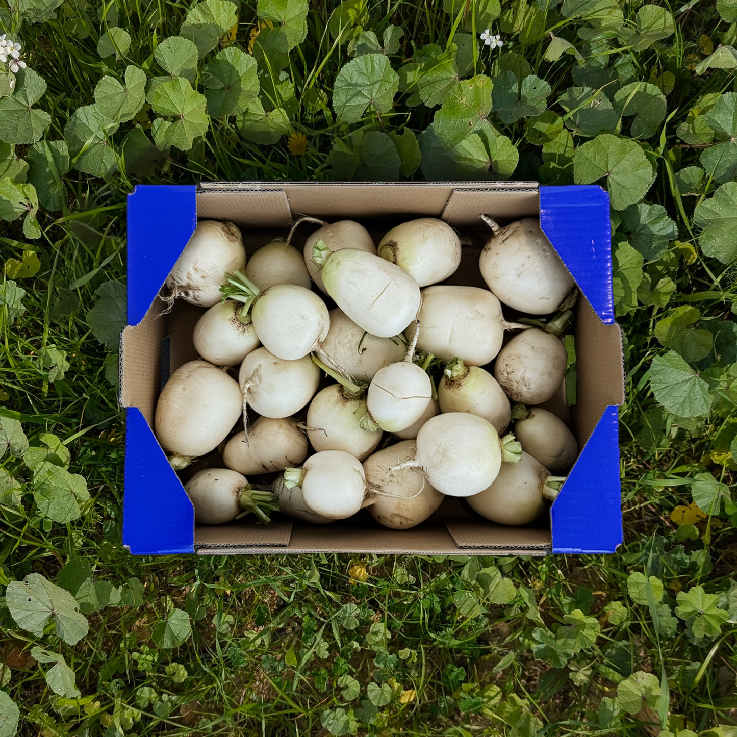 Nabo de Nuestros Agricultores