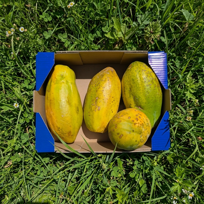 Papaya de Nuestros Agricultores