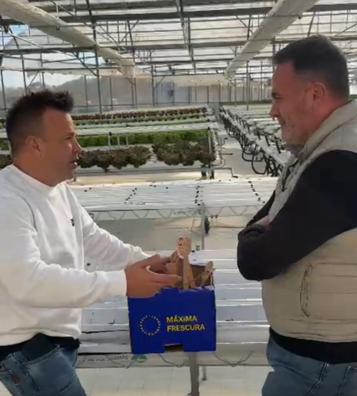 Lechuga Viva de José Elías - 4 piezas