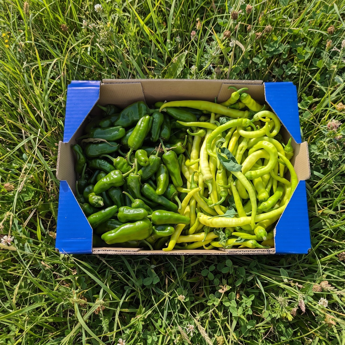 Piparra y Pimiento Padrón de Nuestros Agricultores