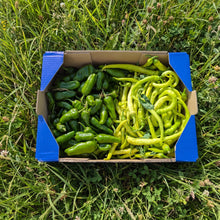 Piparra + Pimiento Tipo Padrón