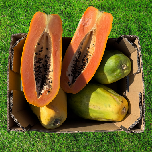 Papaya von unserem Landwirt Héctor - ca. 8,5 kg