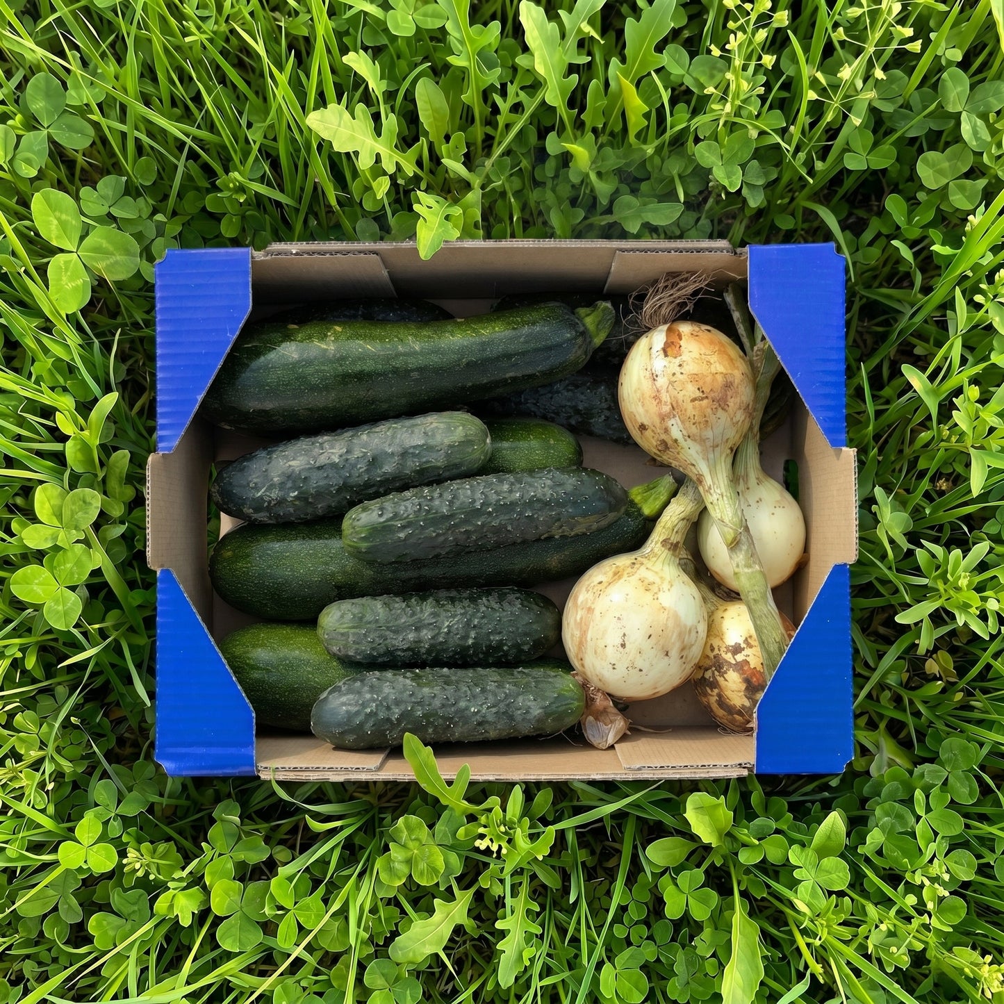 2kg Calabacín + 1.5kg Pepino + 1kg Cebolla Tierna