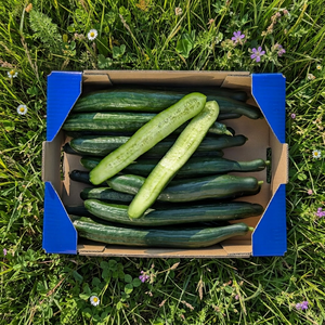 Pepino