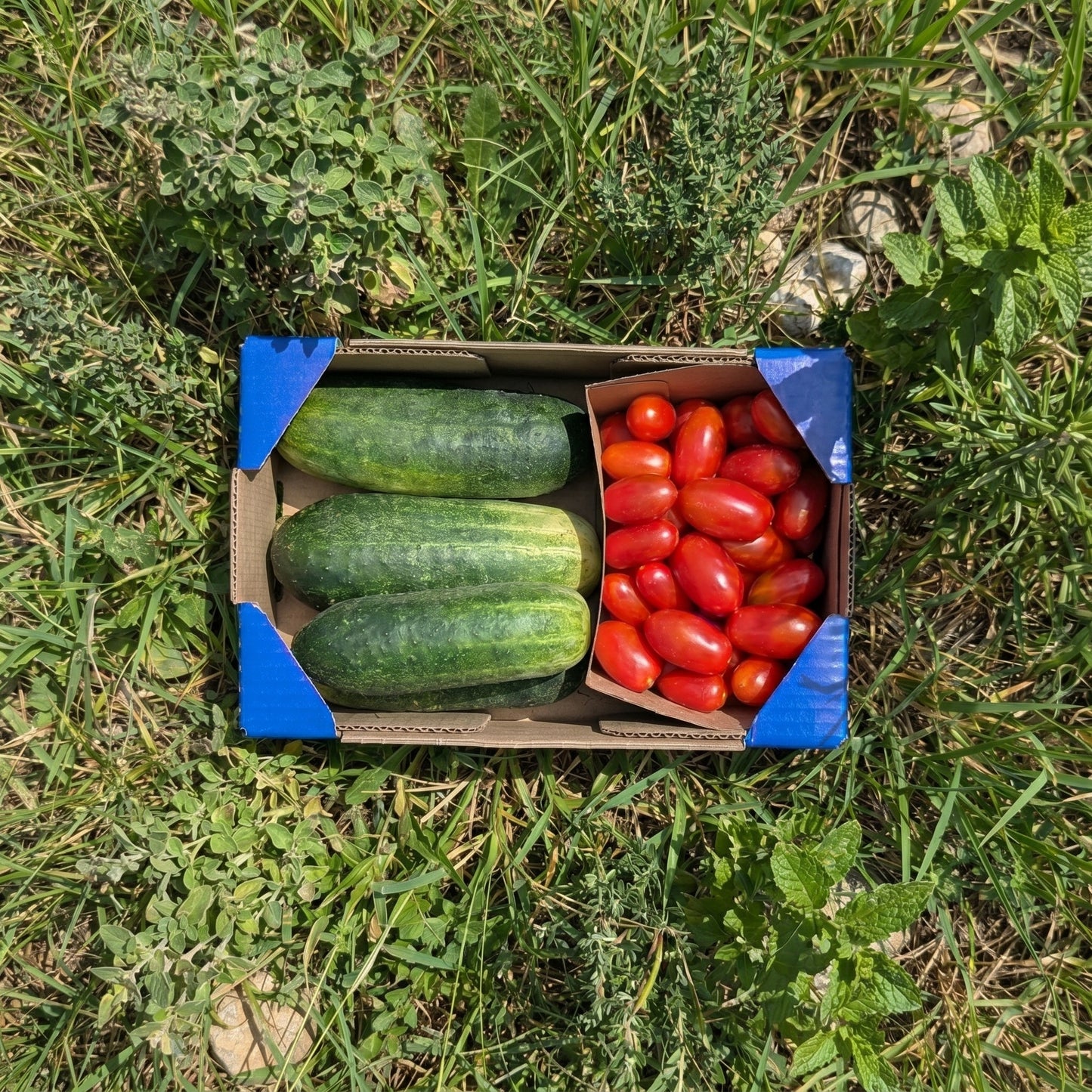 0.8kg Tomate Cherry + 1.2kg Pepino