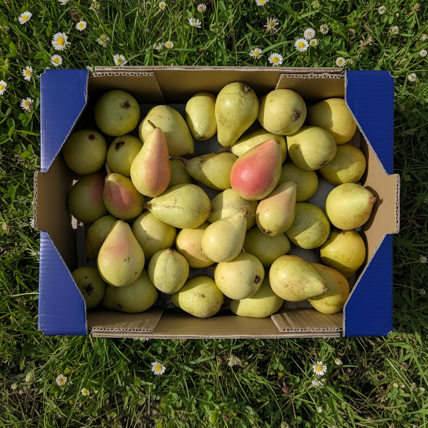 Pera de Nuestros Agricultores