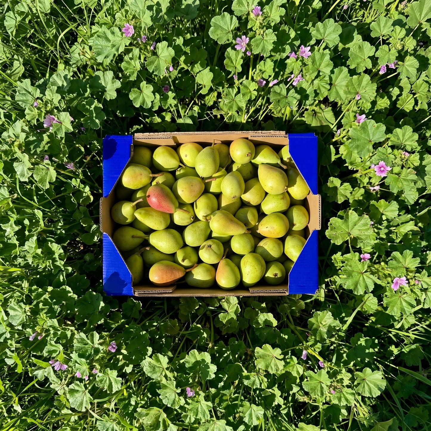 Pera de Nuestros Agricultores