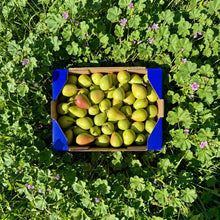 Pera de Nuestros Agricultores