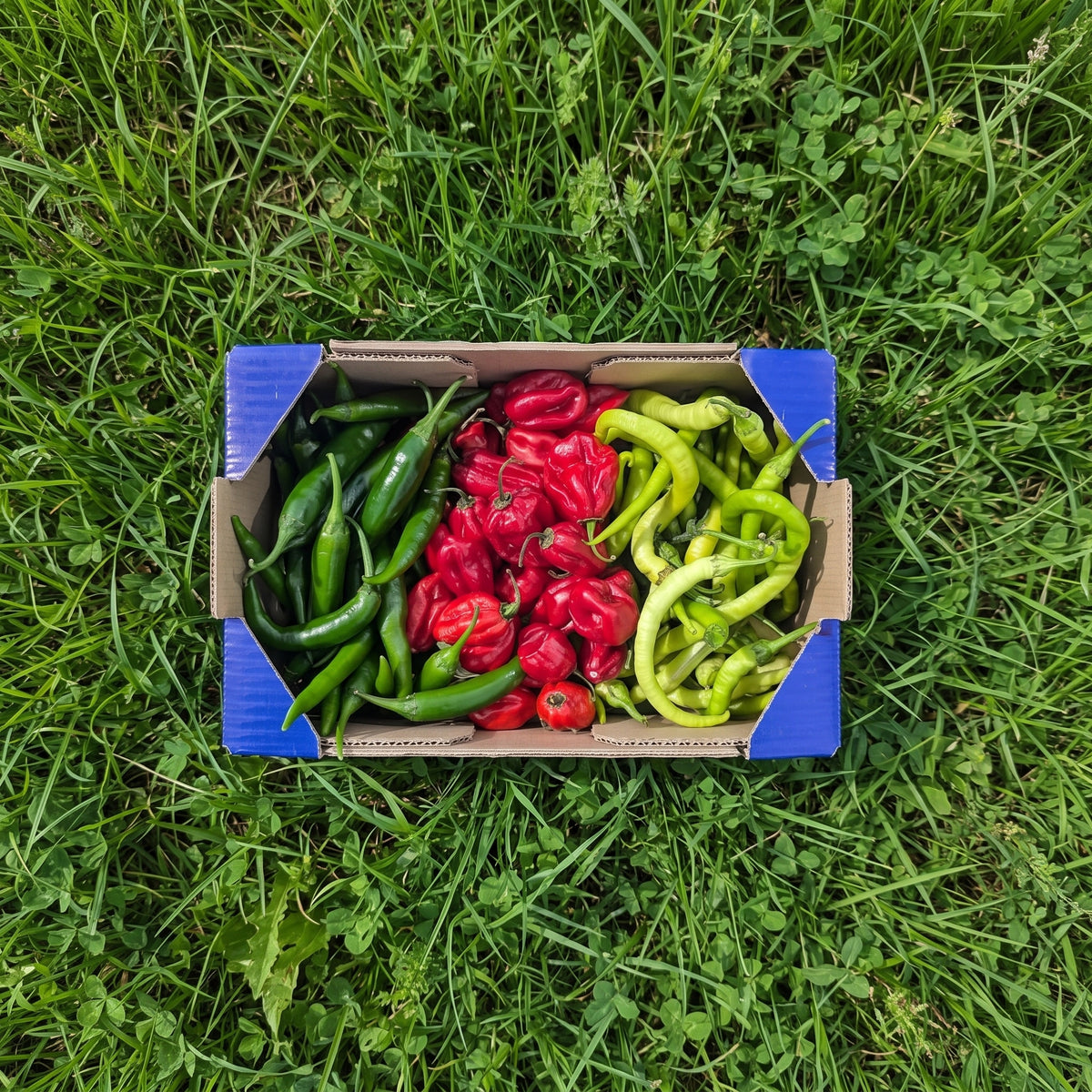 400gr Piparra + 400gr Habanero + 200gr Pimiento Verde Picante