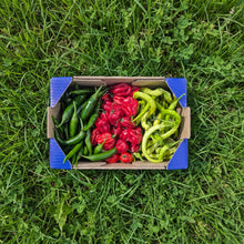 400gr Piparra + 400gr Habanero + 200gr Pimiento Verde Picante