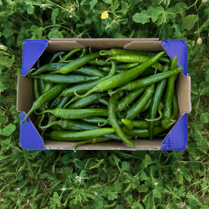 Pimiento Verde Picante - 1.3kg