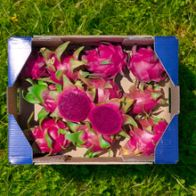 Pitaya Ecológica de Nuestros Agricultores