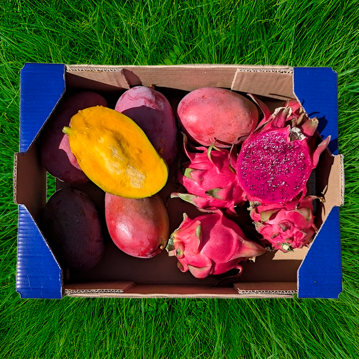 1.5kg Pitaya Ecológica + 2.5kg Mango