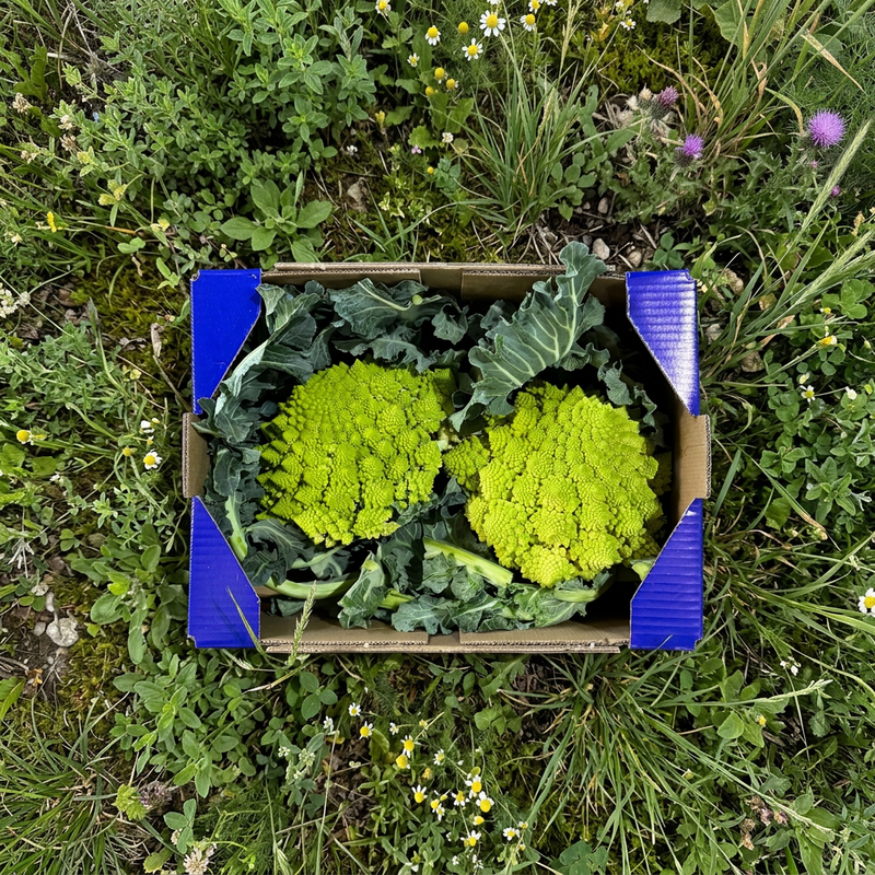 Romanesco