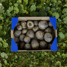 Rote Bete von unseren Bauern
