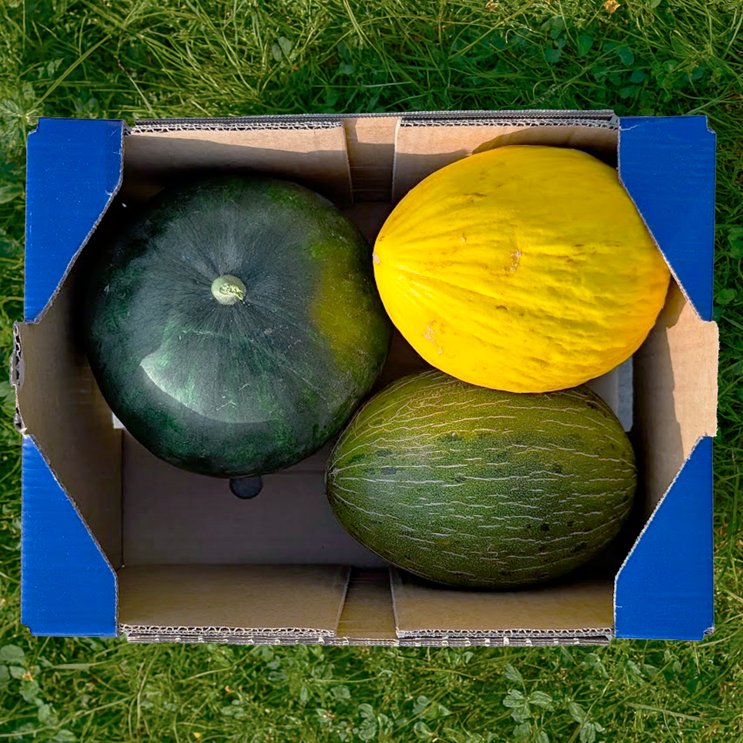 2,5 kg Melone + 2,5 kg Wassermelone + 2,5 kg gelbe Bio-Melone