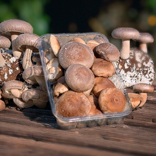 Setas Shiitake de Nuestros Agricultores - 4 bandejas