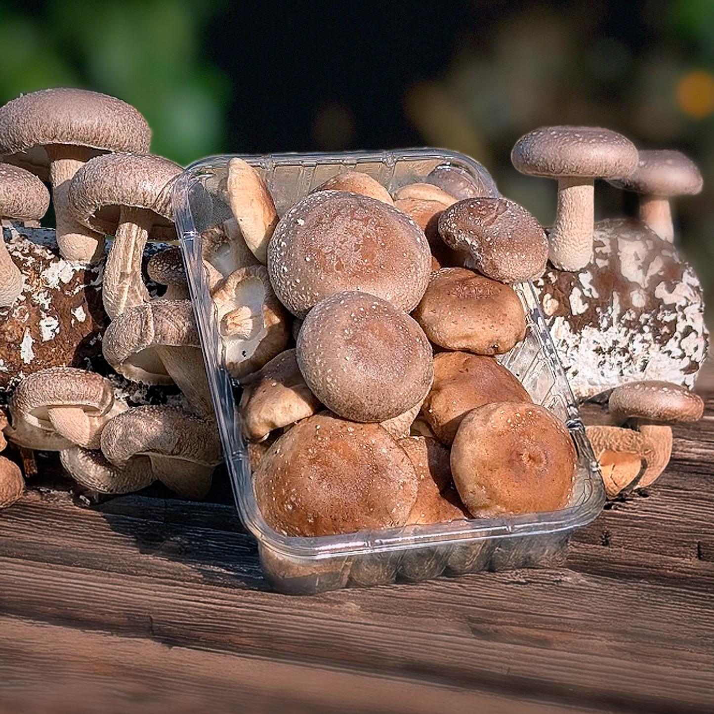 Setas Shiitake de Nuestros Agricultores - 4 bandejas