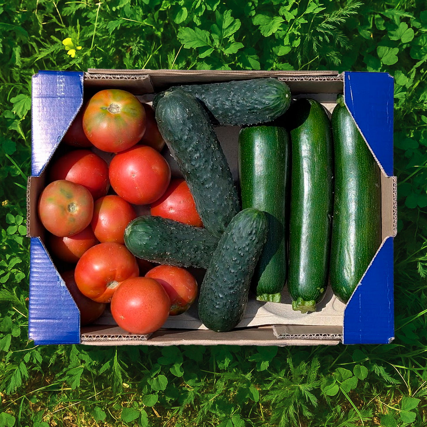 1kg Tomate Ensalada + 1kg Calabacín + 1kg Pepino