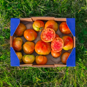 Tomate Óptima de Nuestros Agricultores