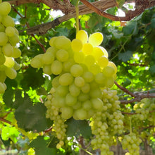 Uva Premium Con Semilla de Nuestros Agricultores